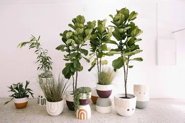 Pop & Scott’s gorgeous new pots