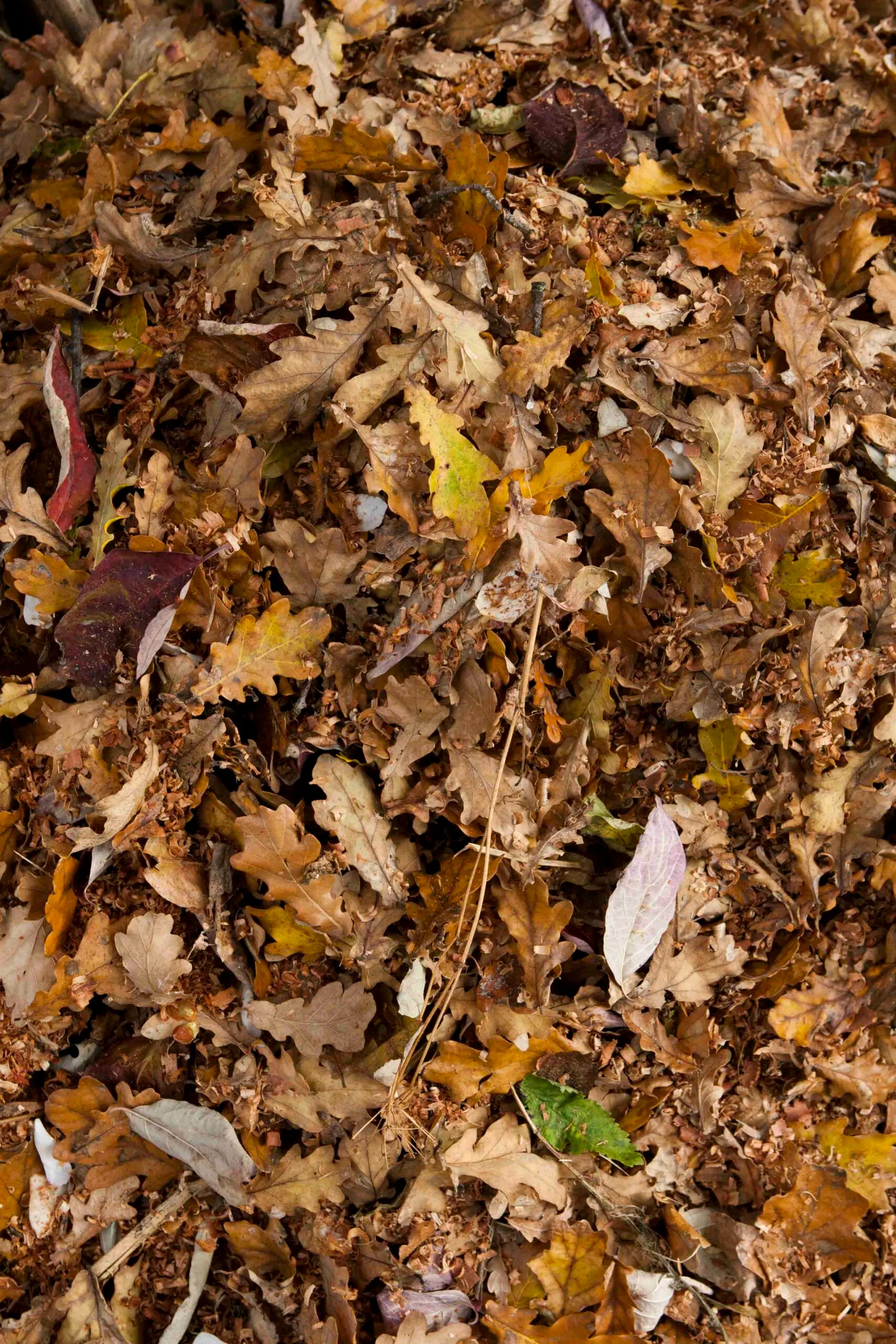 How to make your own compost