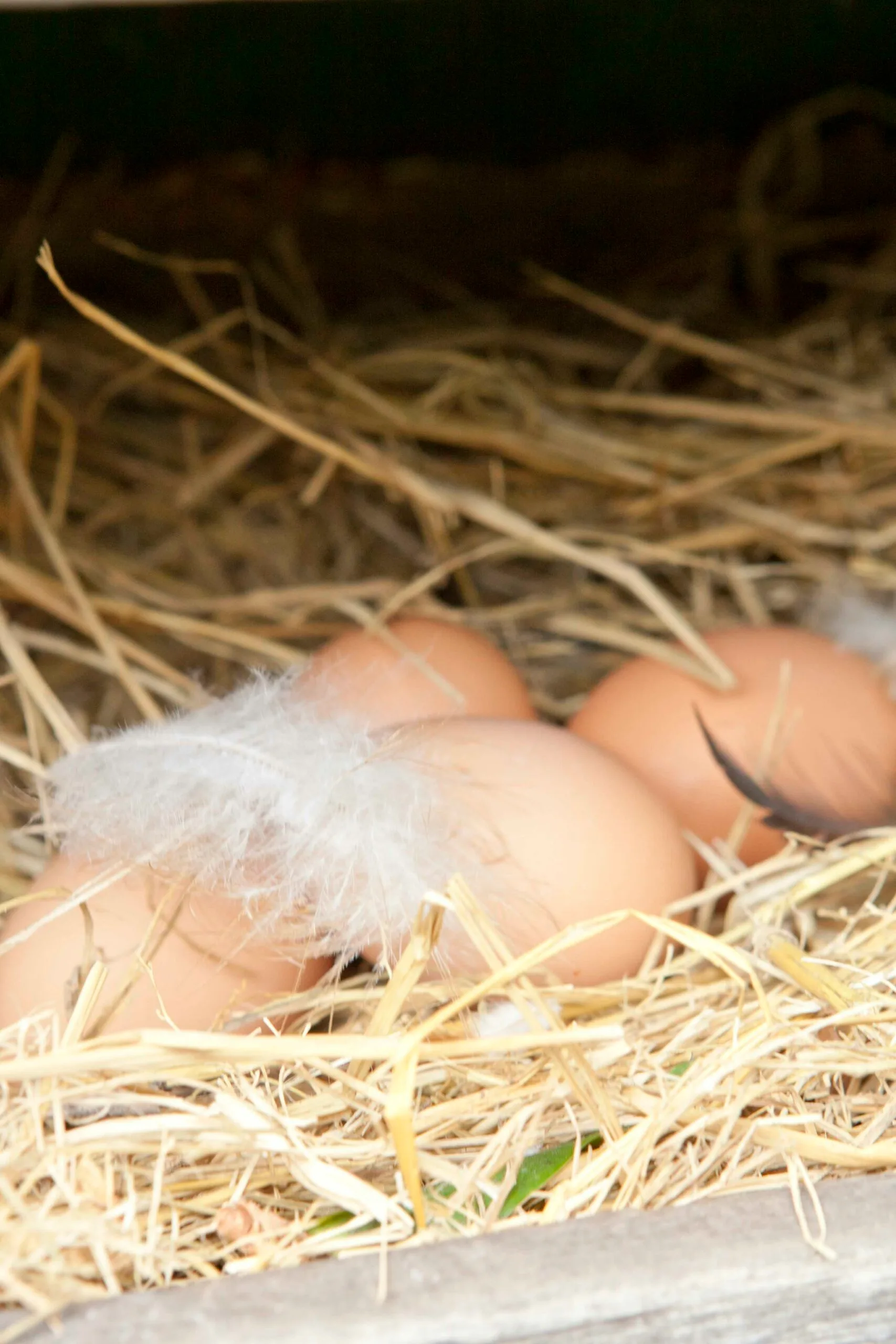 How to make your own compost
