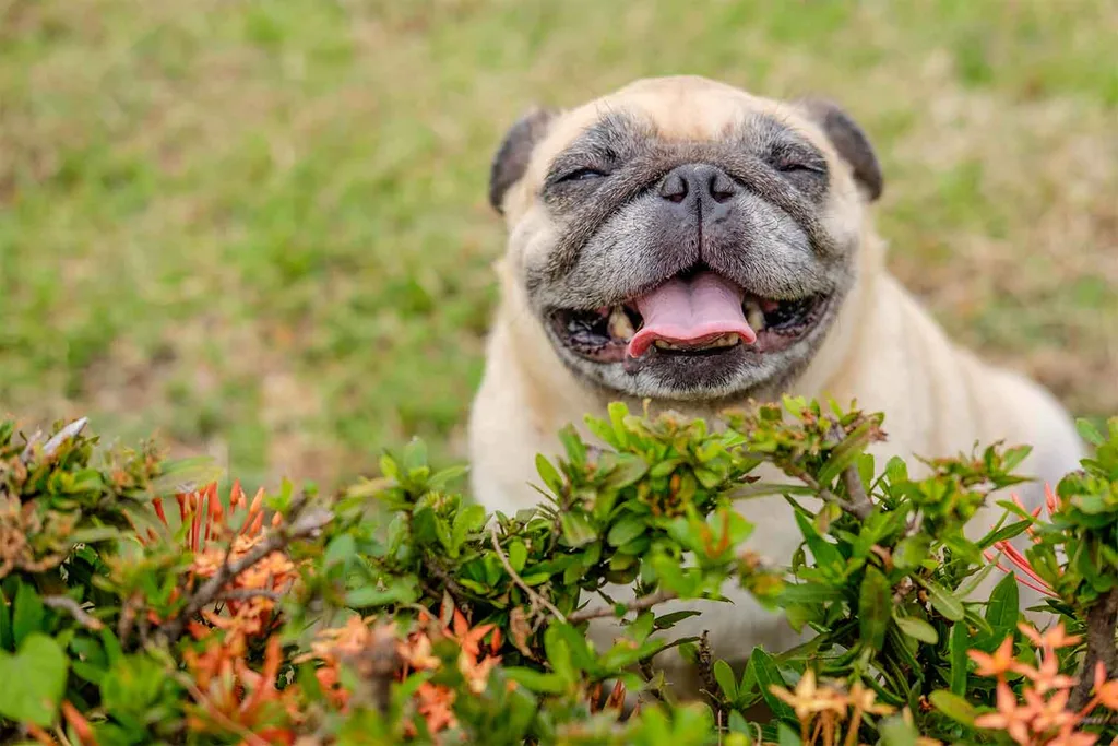 Pug dog | Home Beautiful Australia