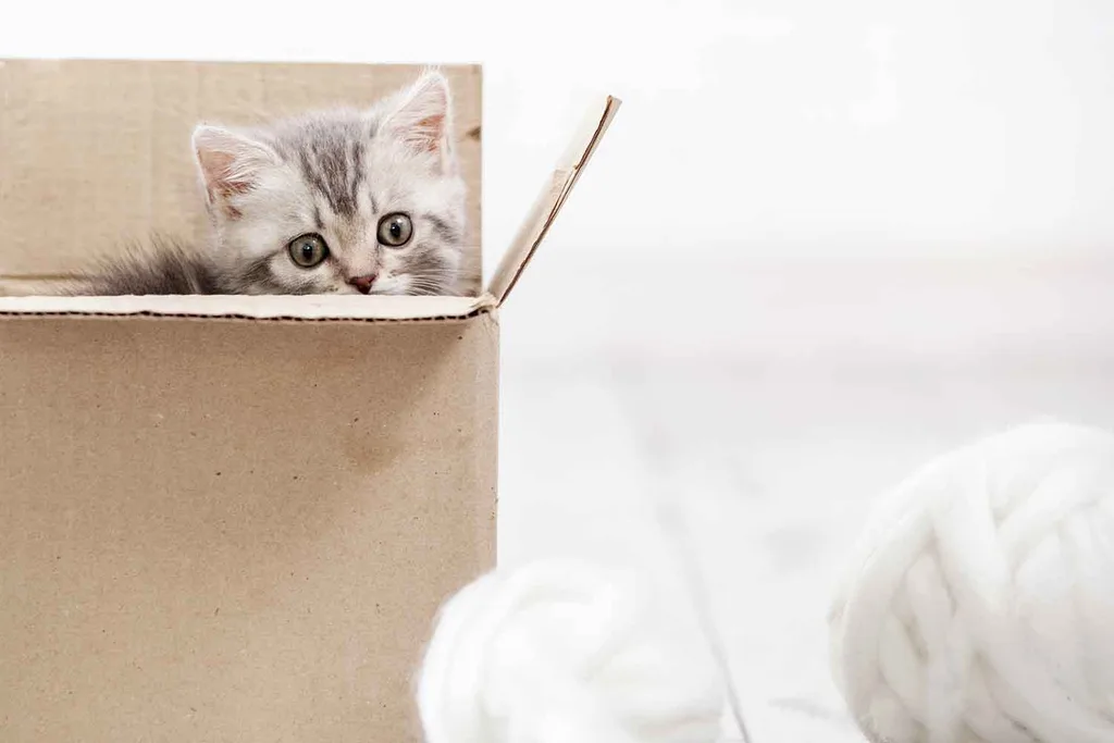 Kitten | Home Beautiful Australia