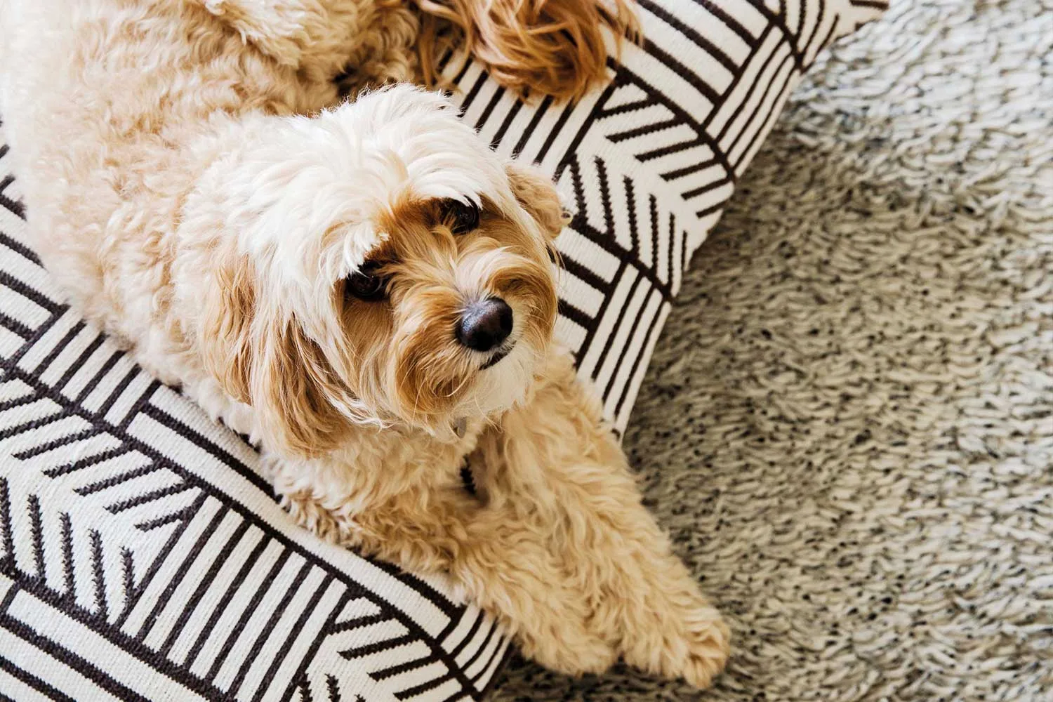 Dog on dog bed