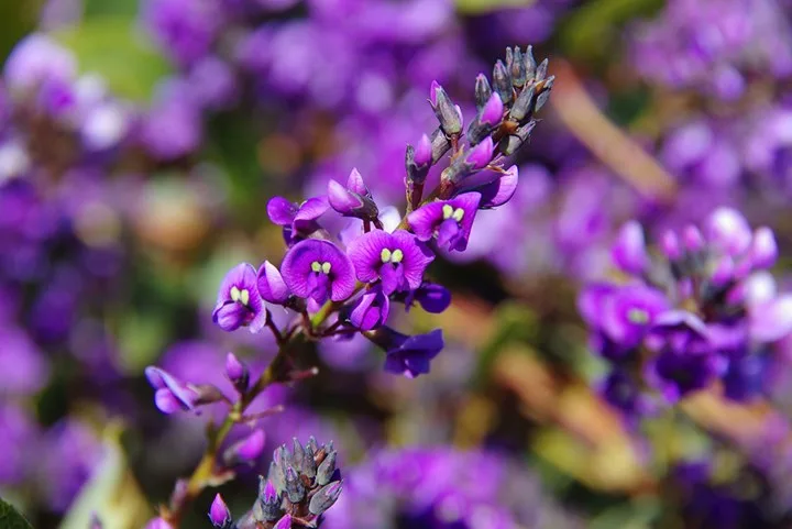 Pergola Plants | Home Beautiful Magazine Australia