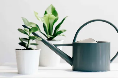 How to take care of plants at home
