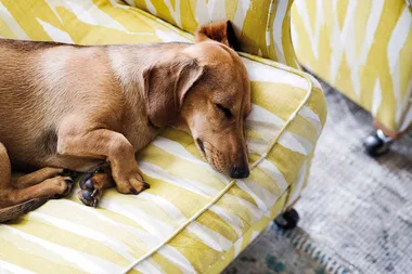 Dog on a sofa