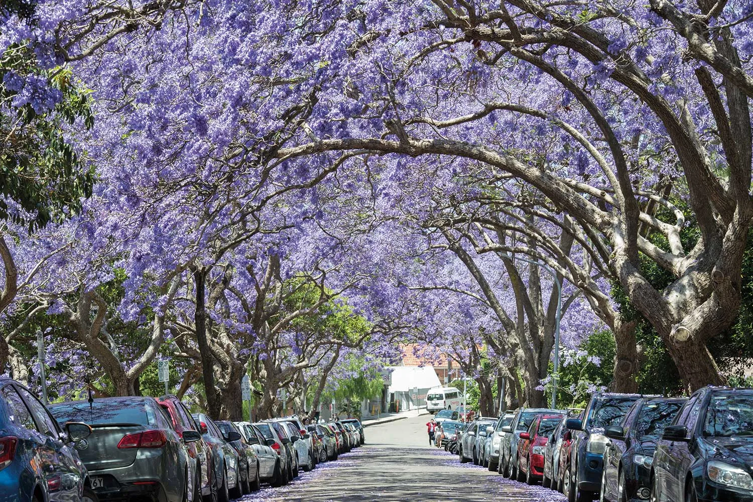 Where to see jacaranda trees in bloom around Australia