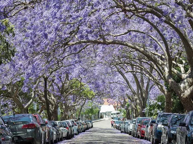 Where to see jacaranda trees in bloom around Australia
