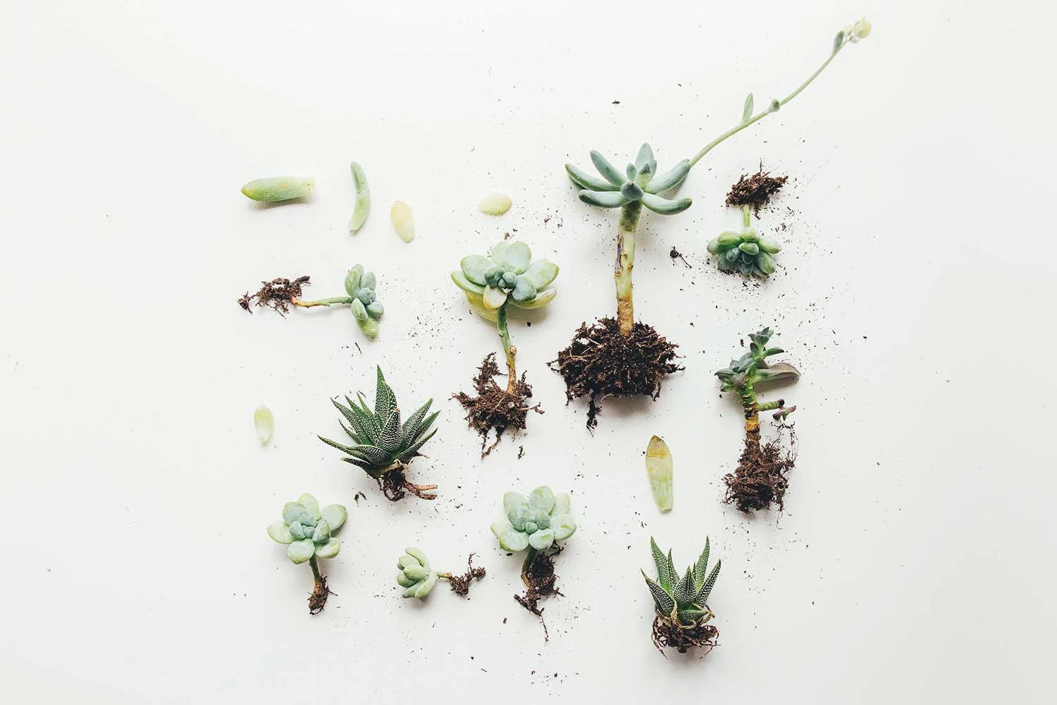 3 reasons why you need tiny succulents in your life