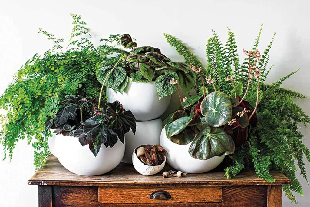 The best plant for your bathroom | Home Beautiful Magazine Australia