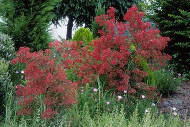 Christmas plants for your garden