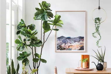 We ordered five faux fiddle leaf fig trees online & these are our top picks