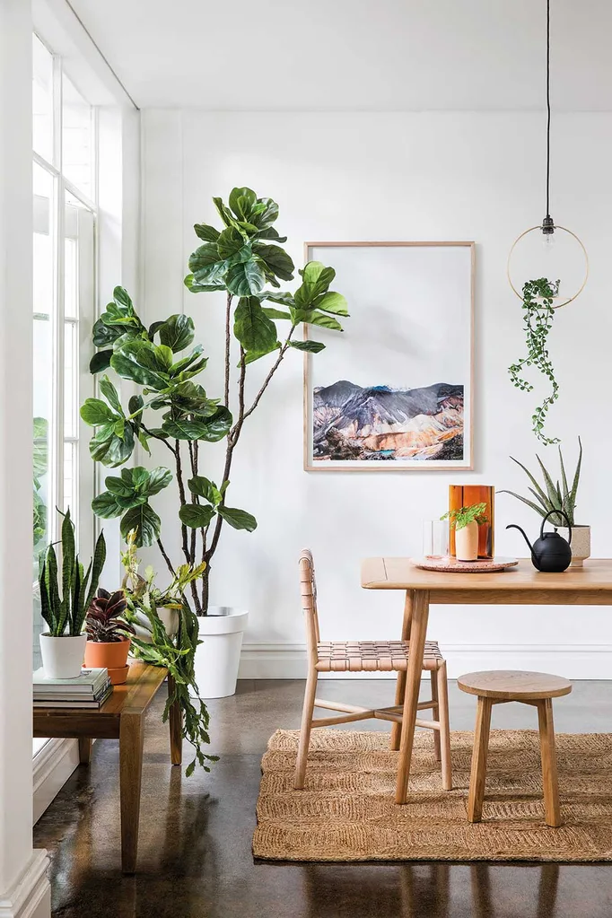 fiddle leaf fig