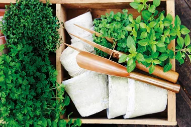 An expert’s guide to growing a herb garden