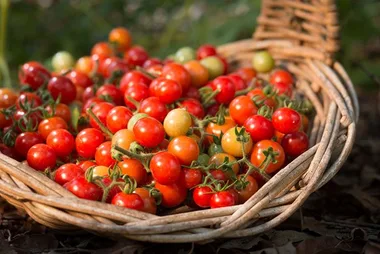 How to grow an edible garden