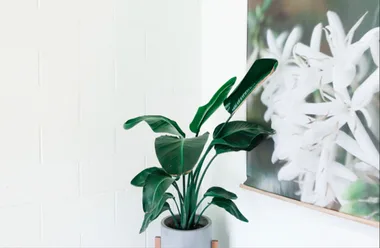 How to get a greener home