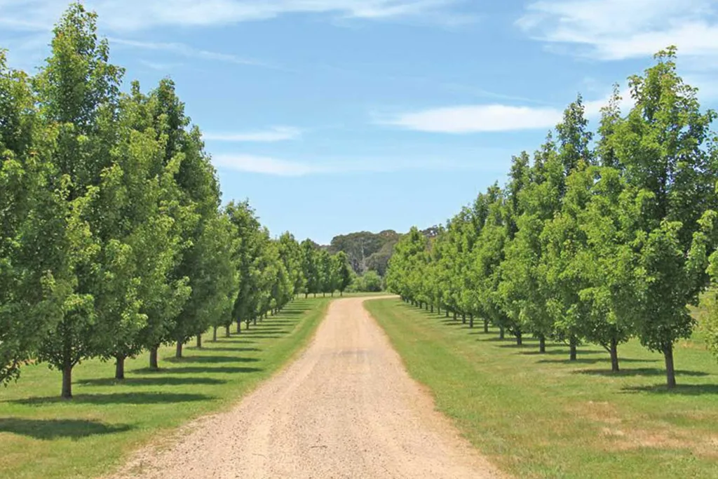 Asher Keddie and husband Vincent Fantauzzo have put their country estate on the market | Home Beautiful Magazine Australia