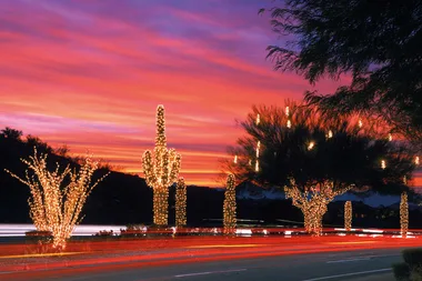 Cactus Christmas trees are a thing