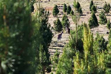 Behind the scenes on Home Beautiful’s Christmas tree farm adventure