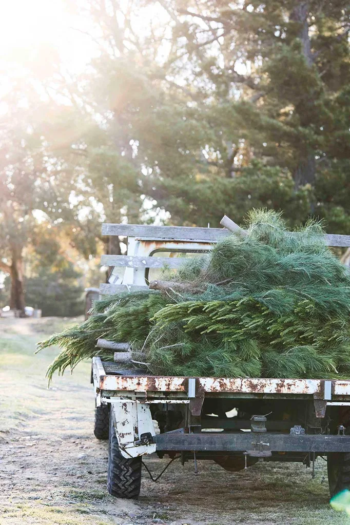 Behind the scenes on Home Beautiful Magazine’s Christmas tree farm adventure