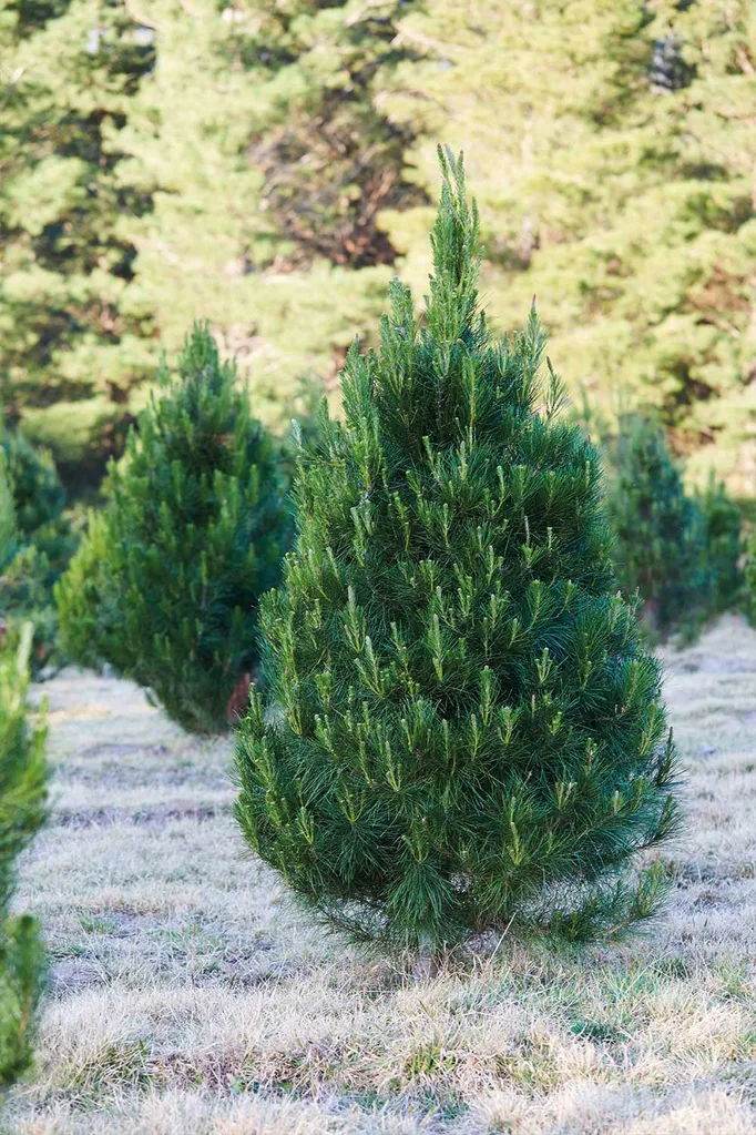 Behind the scenes on Home Beautiful Magazine’s Christmas tree farm adventure