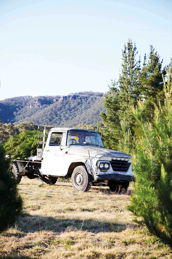 Behind the scenes on Home Beautiful Magazine’s Christmas tree farm adventure