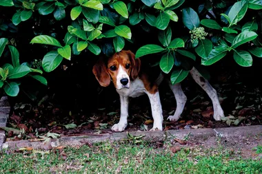 How to keep frightened pets safe from fireworks