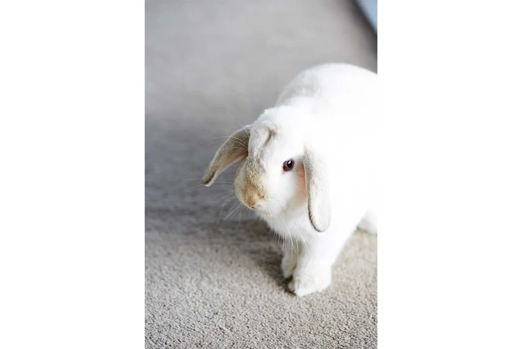 How to keep frightened pets safe from fireworks | Home Beautiful Magazine Australia