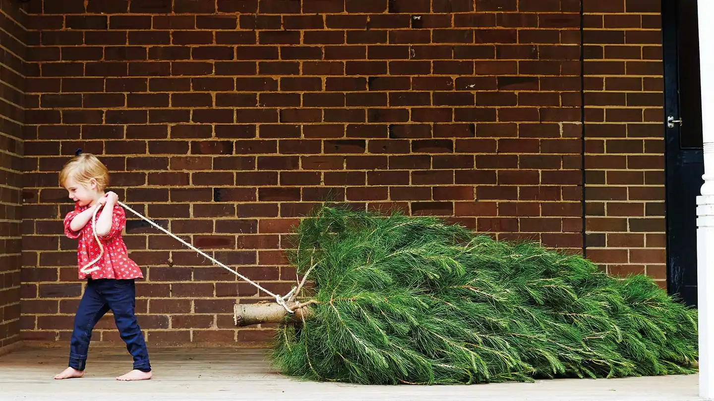 When should you take down your Christmas tree this year?