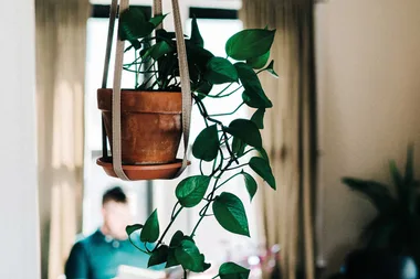 The indoor plant trend that’s all over Instagram