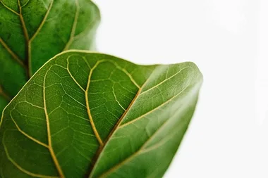 Four plants to consider instead of a Fiddle-leaf fig