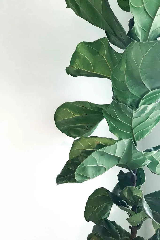 The one thing you should avoid doing to your fiddle-leaf fig | Home Beautiful Magazine Australia