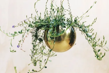 Hanging pot plant