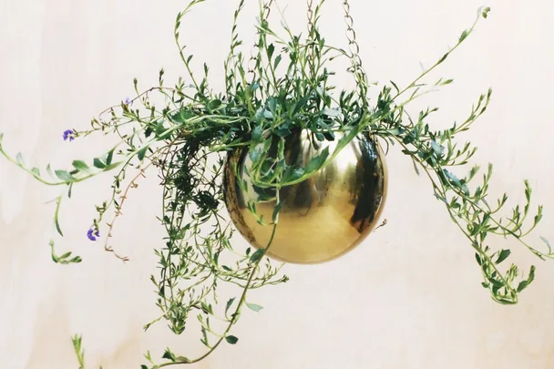 Hanging pot plant