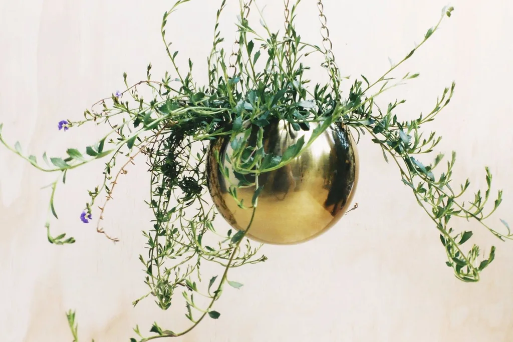 Hanging pot plant