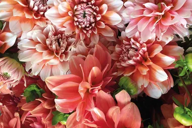 Flower crush: in praise of the dahlia