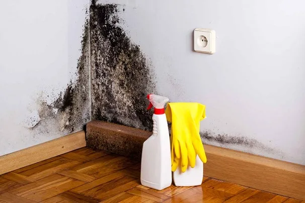 How to remove mould stains | Home Beautiful Magazine Australia