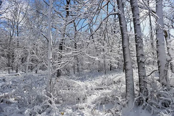 Tiny ‘invisible’ home disappears into its environment