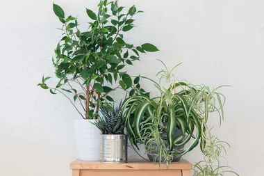 Three houseplants that will be happy in the kitchen