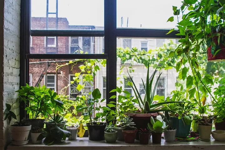 Why you should add charcoal to your pot plants