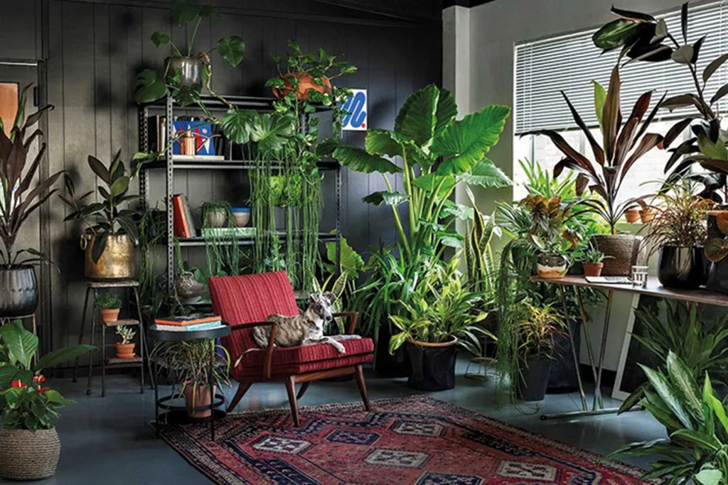 This Is How Many Plants You Need Per Room For The Biggest Health Benefits | Home Beautiful Magazine Australia