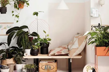 This is how many plants you need per room for the biggest health benefits