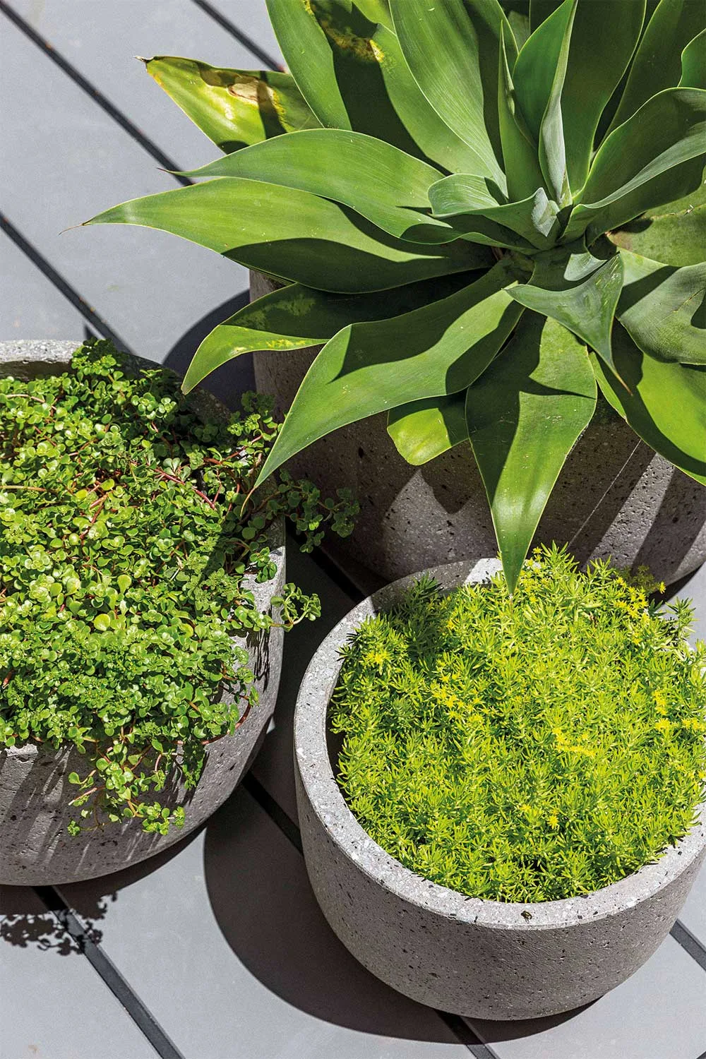 6 signs of a neglected courtyard | Home Beautiful Magazine Australia