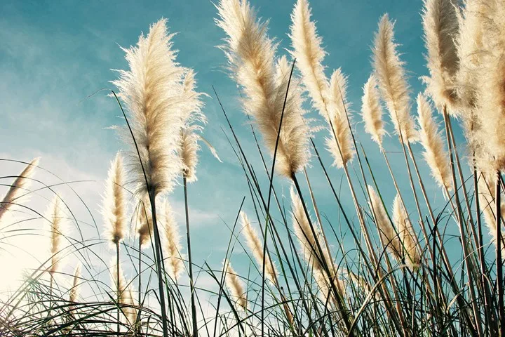 Pampas grass is the newest trending cut flower for your interior | Home Beautiful Magazine Australia