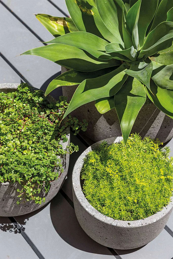 The best plants for potted winter colour | Home Beautiful Magazine Australia