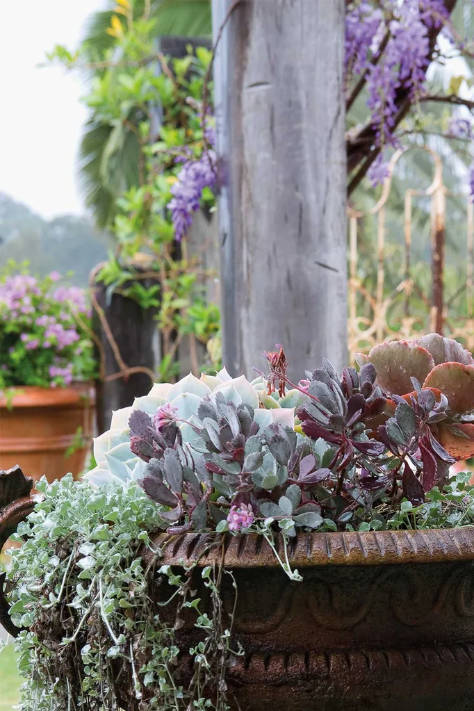 The best plants for potted winter colour | Home Beautiful Magazine Australia