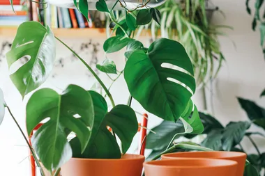 5 Indoor Plants Guaranteed To Boost Your Wellbeing