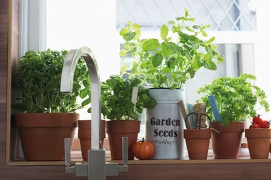Start your own windowsill herb garden