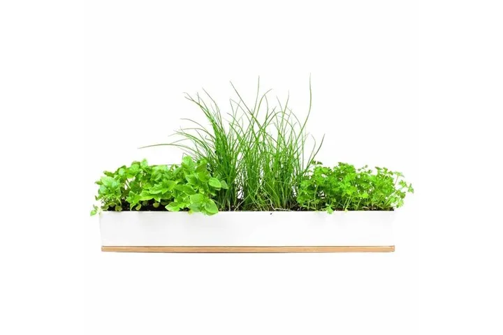 How to grow a windowsill herb garden | Home Beautiful Magazine Australia