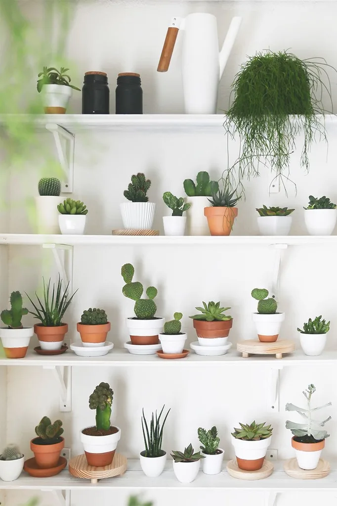 How to care for cactus | Home Beautiful Magazine Australia