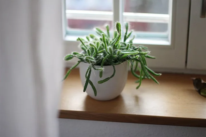 How to care for cactus | Home Beautiful Magazine Australia